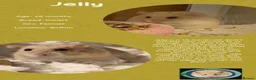 Hamster rodents for sale: Hamsters  - Advert 24