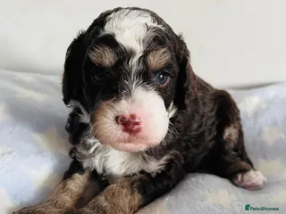 Cockapoo dogs Fully DNA tested stunning Cockapoo puppies - Advert 1