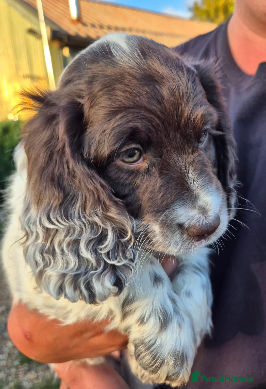 Cockapoo dogs for sale: Puppies in Alton - Advert 2