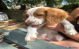 Cocker Spaniel dogs for sale: Gorgeous working cocker spaniels ready now  in Stockport - Image 1