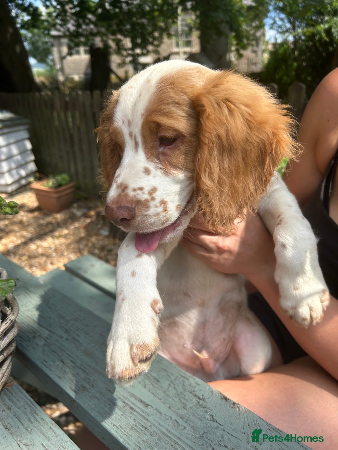 Cocker Spaniel dogs for sale: Gorgeous working cocker spaniels ready now  in Stockport - Image 1