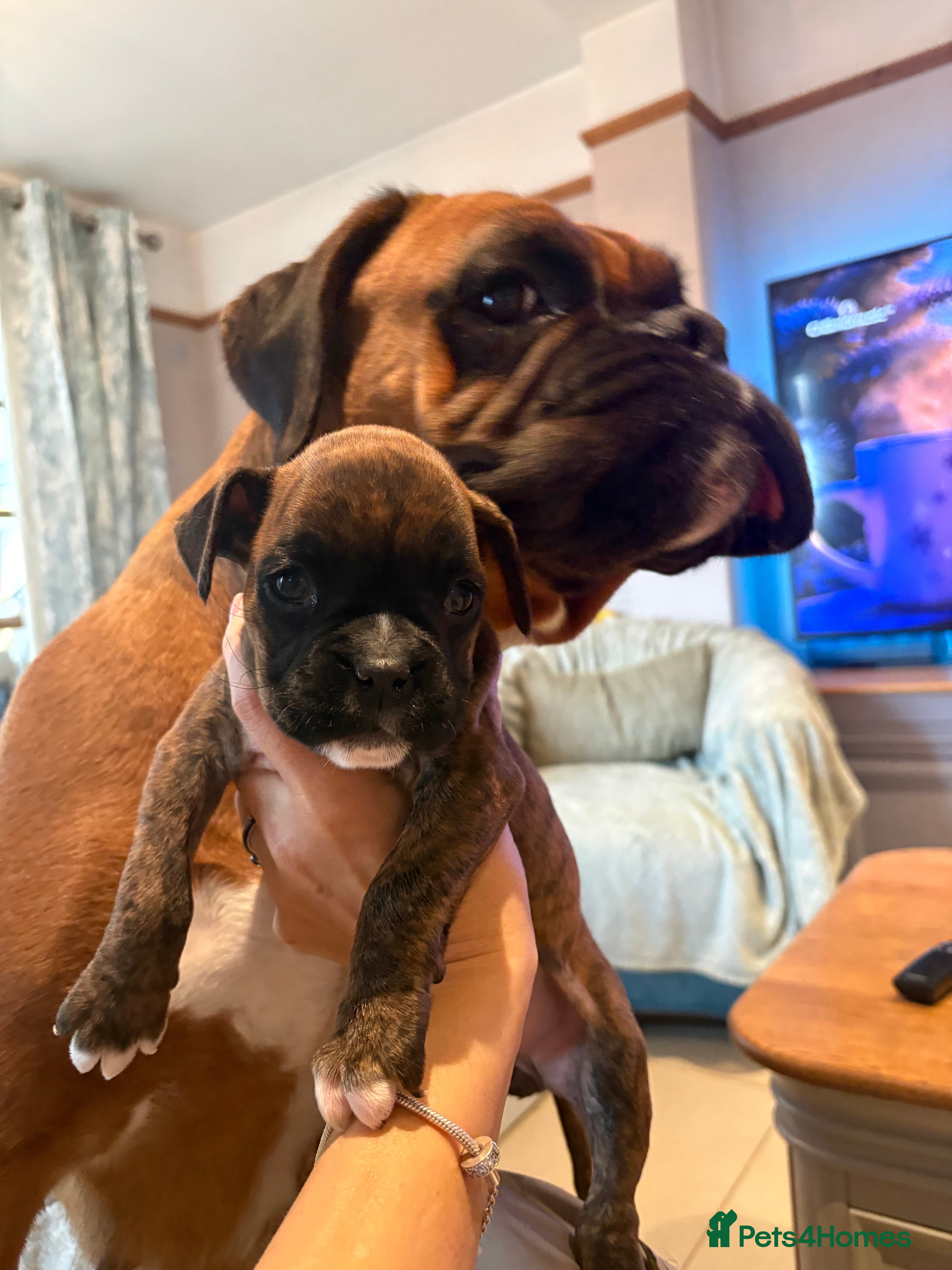 Boxer dogs READY NOW. LAST GIRL 🐶  - Advert 4