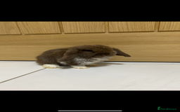 Mini Lop rabbits for sale: Gorgeous mini lops ready for their forever homes  - Image 3