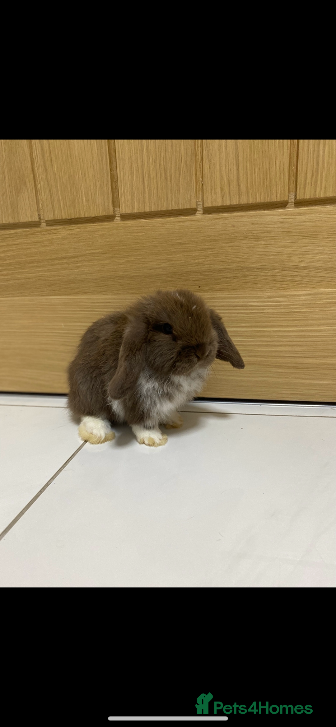 Mini Lop rabbits for sale: Gorgeous mini lops ready for their forever homes  - Image 3