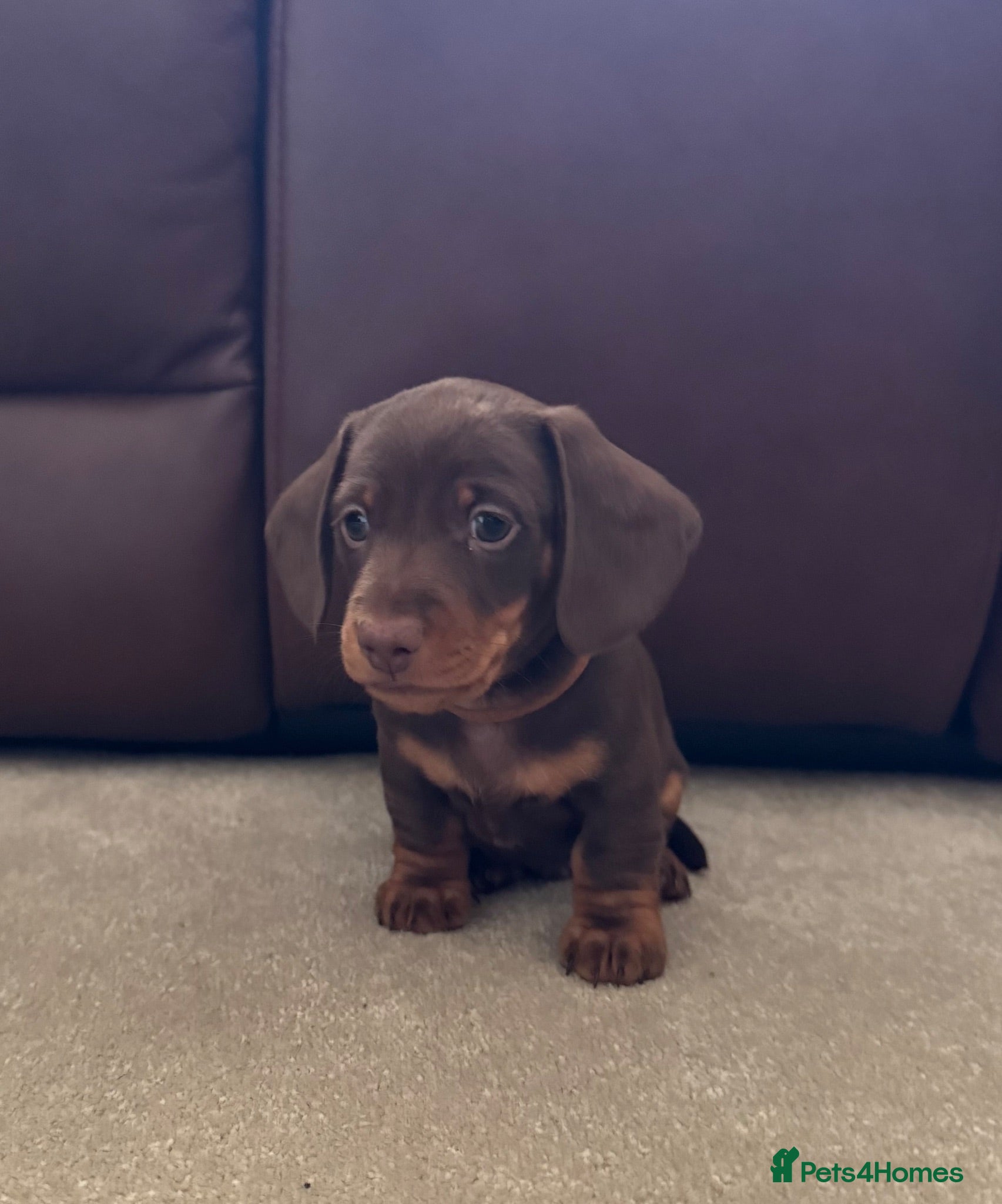 Miniature Dachshund dogs 1 Beautiful Chocolate Miniature Dachshund Boys - Advert 4