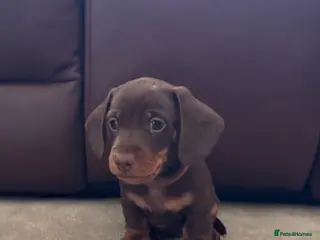 Miniature Dachshund dogs 1 Beautiful Chocolate Miniature Dachshund Boys - Advert 4