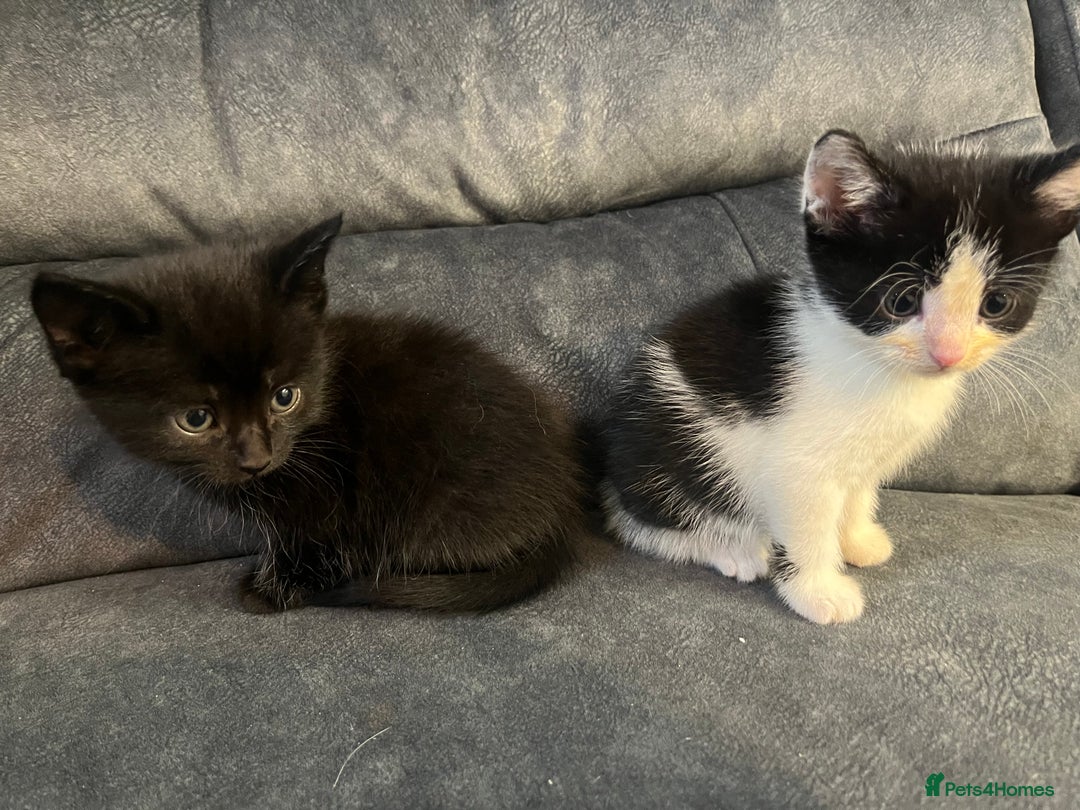 Turkish Angora cats for sale: Kittens ❤️ - Image 8