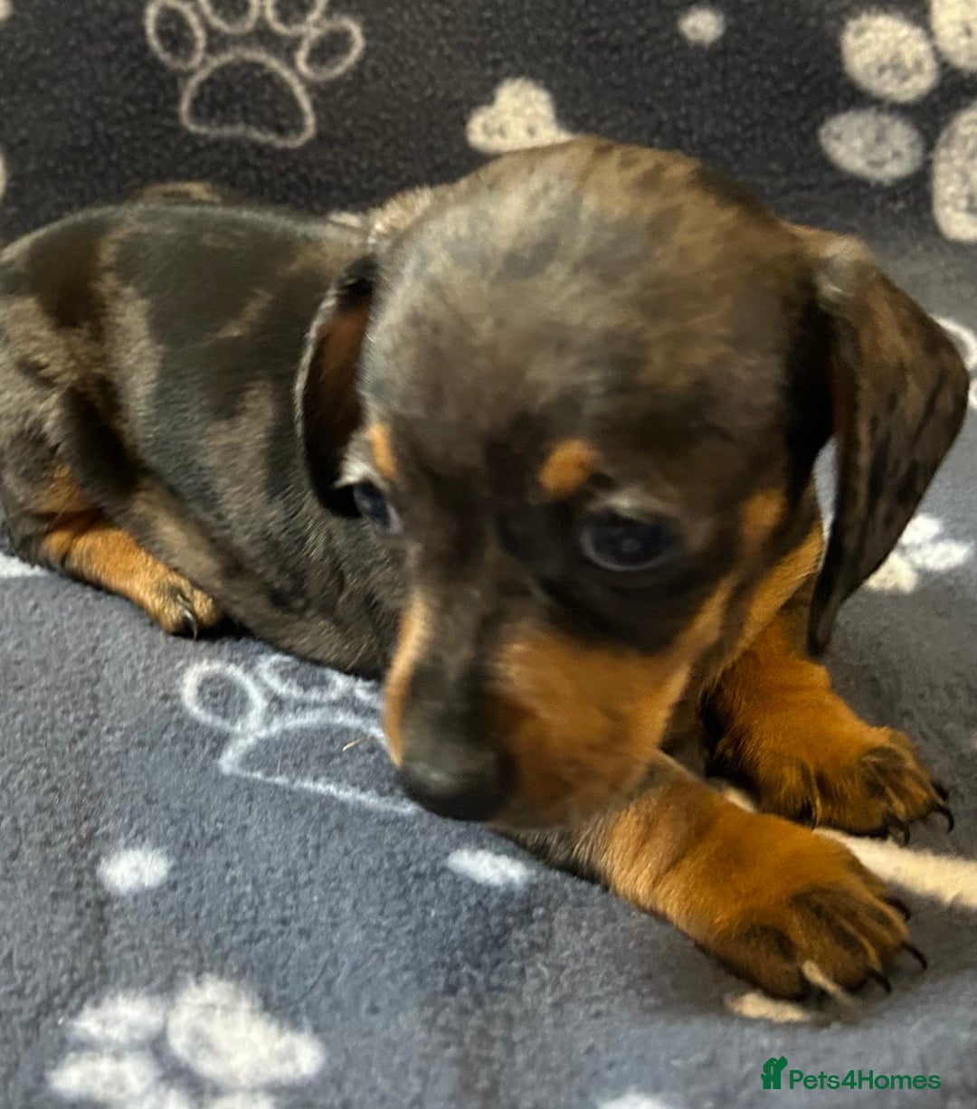 Miniature Dachshund dogs for sale: Stunning Miniature Dachshund Pups - Image 13