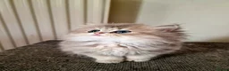British Shorthair cats for sale: 🌟GCCF registred kittens 🌟 - Advert 21