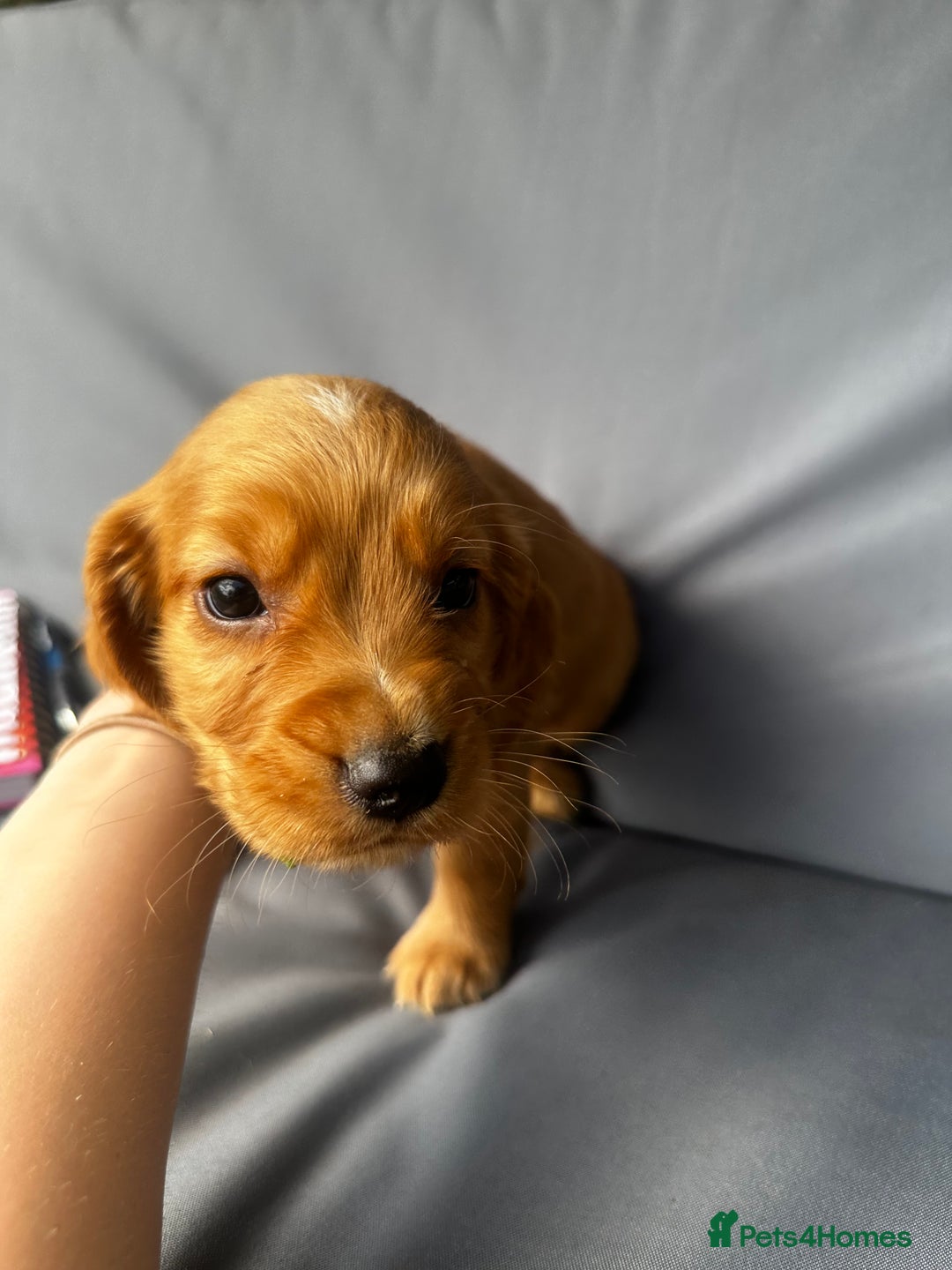 Cocker Spaniel dogs for sale: A litter of 6 gorgeous cocker spaniel puppies - Image 9