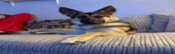 Shepsky dogs for sale: 1 year old Shepsky (German shepherd X husky)  - Advert 5