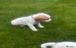Sprocker dogs for sale: Beautiful Sprocker Puppies - Image 23