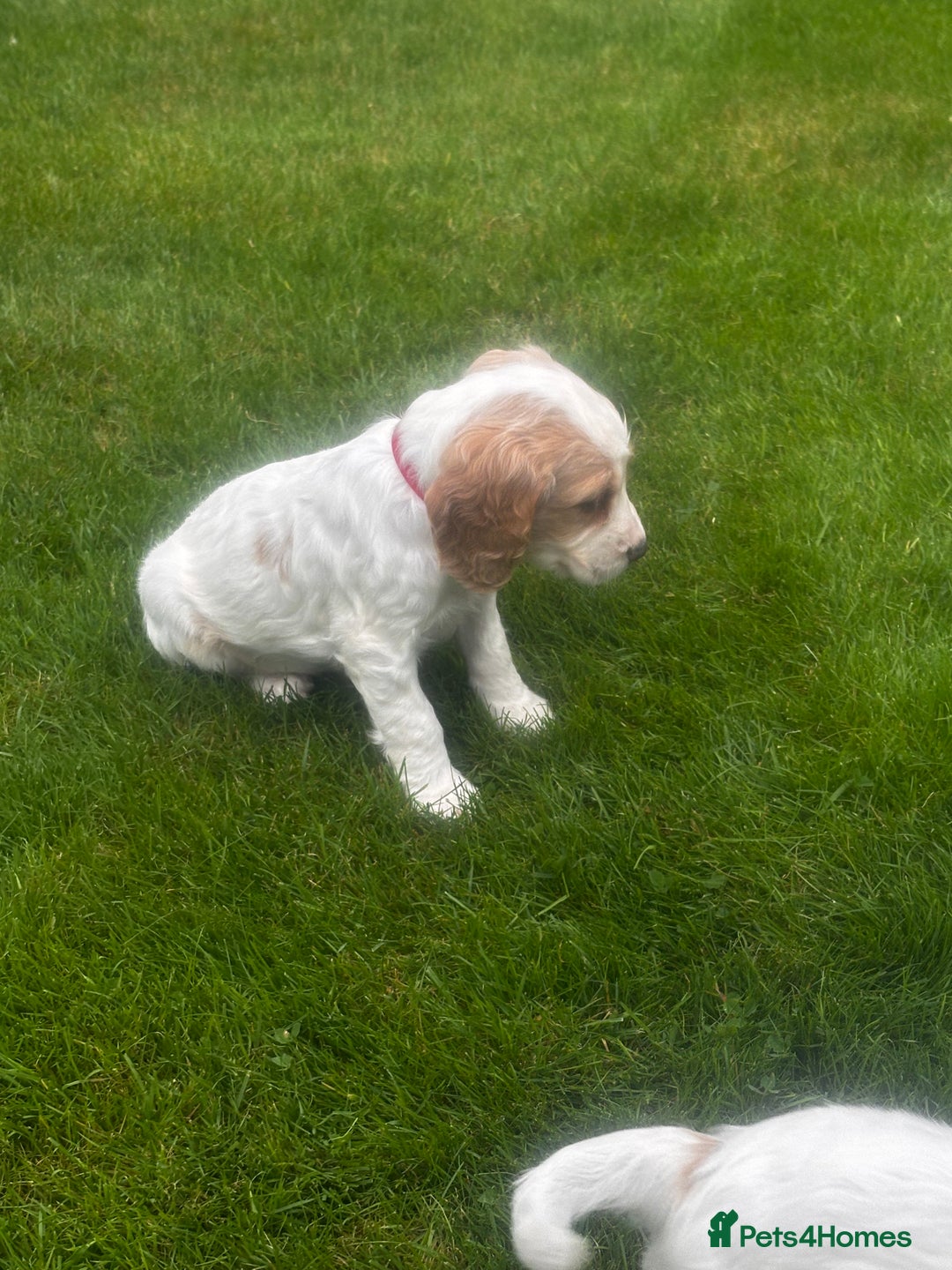 Sprocker dogs for sale: Beautiful Sprocker Puppies - Image 23