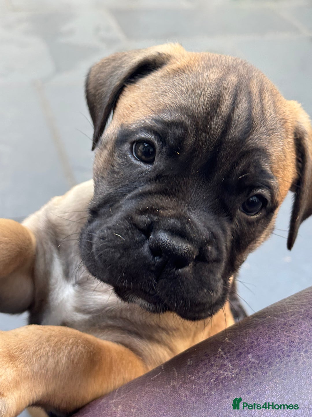 Bullmastiff dogs for sale: Beautiful Pedigree Puppies - Advert 23