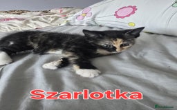Domestic Shorthair cats for sale: Cute kittens for new home - Image 17