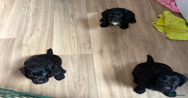 Cocker Spaniel dogs - Advert 12
