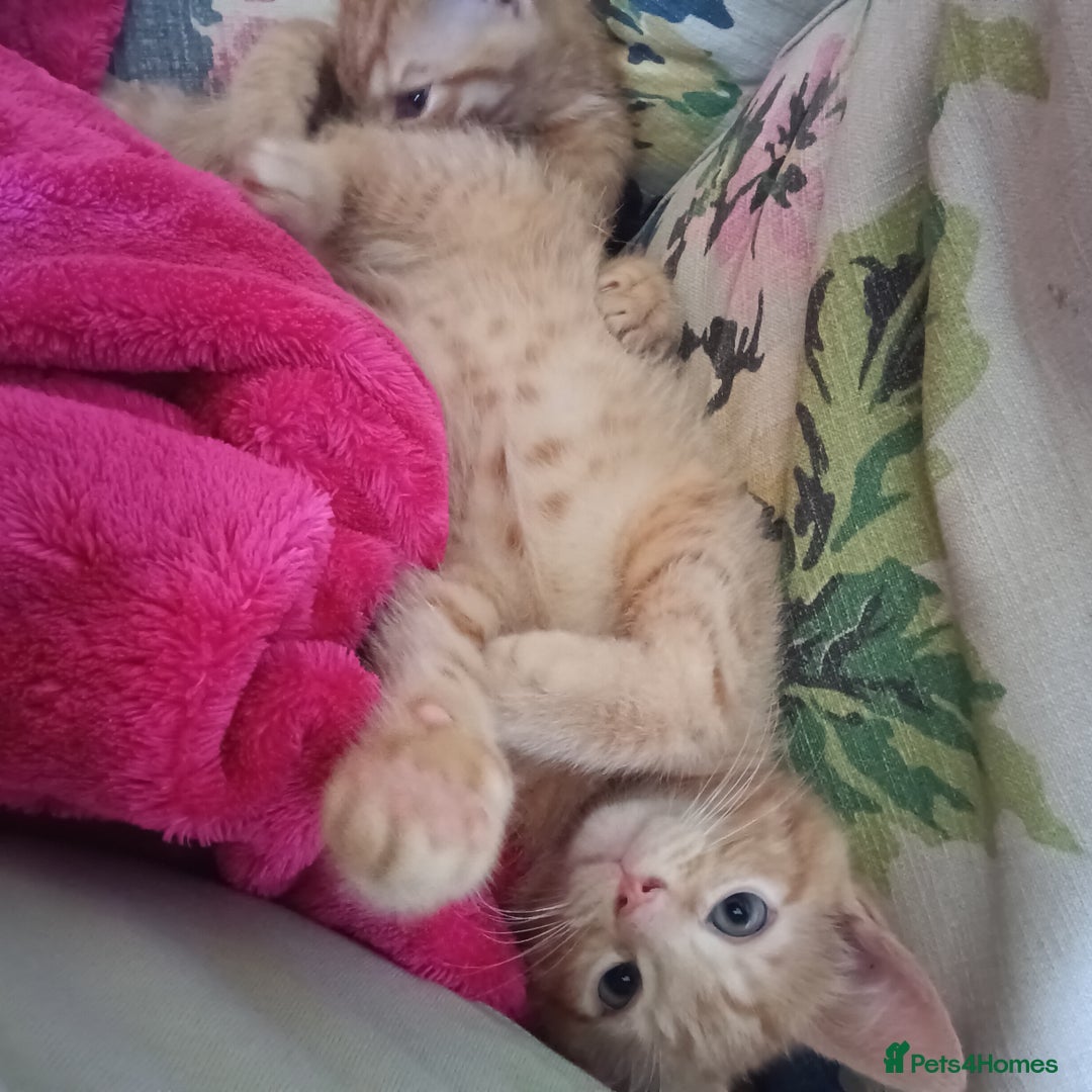 Mixed Breed cats for sale: Beautiful smiley kittens  - Image 1