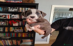 Mixed Breed dogs for sale: Mastiff cross  - Image 23