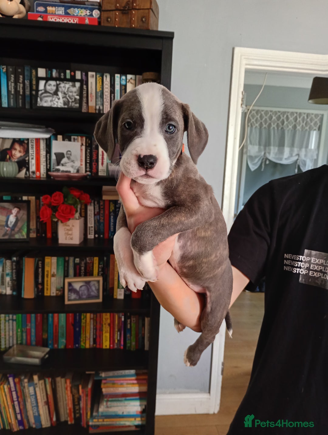 Mixed Breed dogs for sale: Mastiff cross  - Image 23