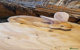 Continental Giant rabbits for sale: Continental Giants Merle - Image 8