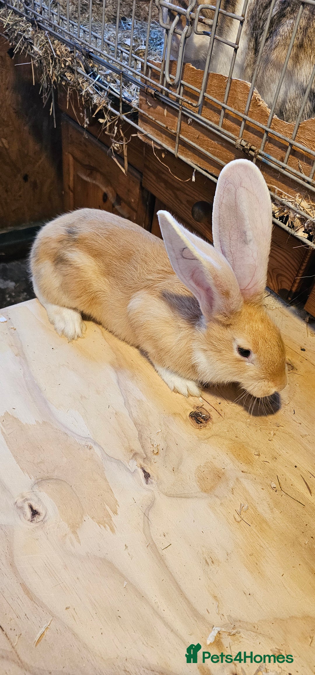 Continental Giant rabbits for sale: Continental Giants Merle - Image 8