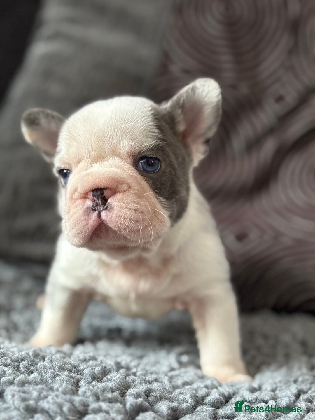 French Bulldog dogs for sale: Beautiful French bulldog puppies Available  - Image 2