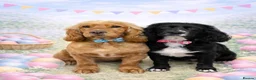 Cocker Spaniel dogs for sale: Working Type Cocker Spaniels - Advert 5