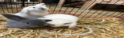 Mixed Breed rabbits for sale: Baby Rabbits in Birmingham - Advert 2