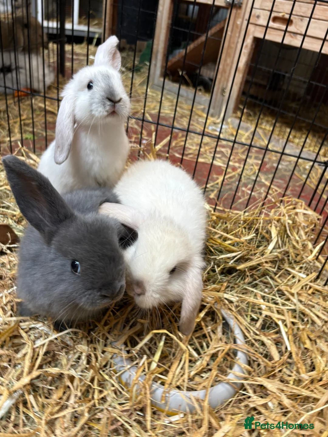 Mixed Breed rabbits for sale: Baby Rabbits in Birmingham - Advert 2