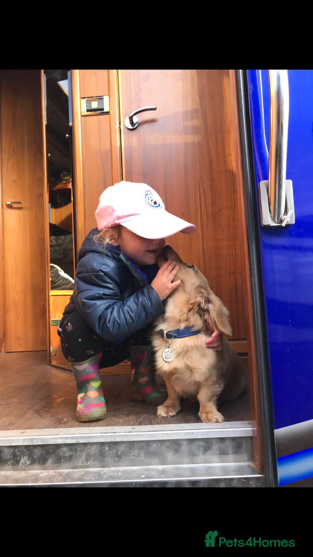 Miniature Dachshund dogs for sale: Little sausages with big characters  - Advert 18