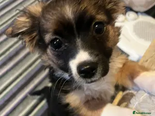 Chorkie dogs Lovely little fox girl - Advert 1