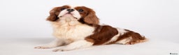 Cavalier King Charles Spaniel dogs for stud: KC REG CHAMPION SERBIAN IMPORT HEALTH TESTED CAVA in Hoddesdon - Advert 10