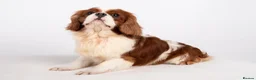 Cavalier King Charles Spaniel dogs for stud: KC REG CHAMPION SERBIAN IMPORT HEALTH TESTED CAVA in Hoddesdon - Advert 10