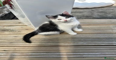 Mixed Breed cats - Advert 3