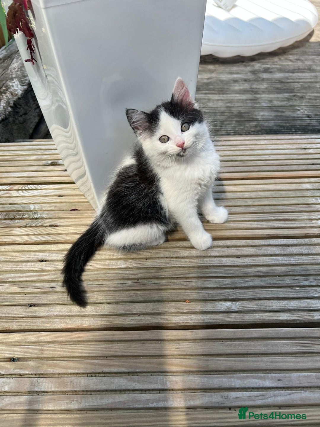 Mixed Breed cats for sale: Lovely Kitten for sale only 50£  - Image 2