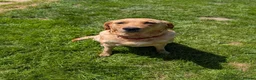 Labrador Retriever dogs for sale: Fox red/golden Labrador - Advert 9