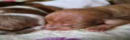 Miniature Dachshund dogs for sale: Miniature Dachshunds (short-haired) - Advert 7