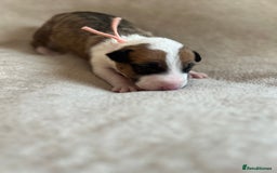 English Bull Terrier dogs for sale: English bull terriers  - Image 30