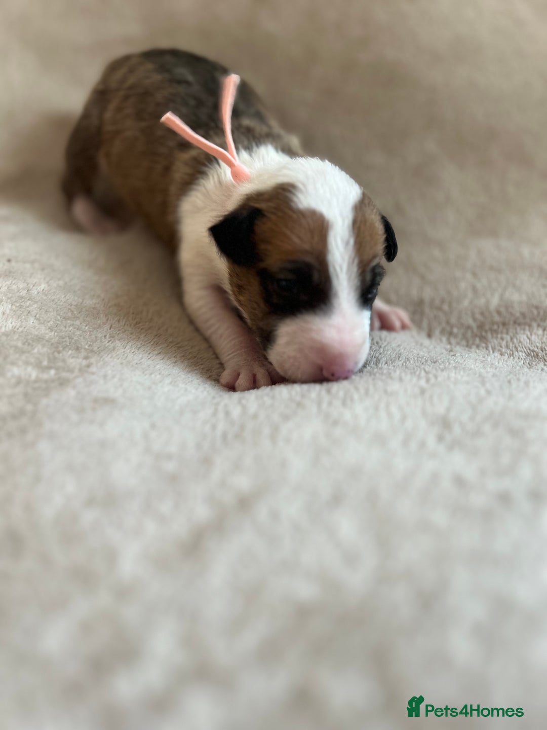 English Bull Terrier dogs for sale: English bull terriers  - Image 30
