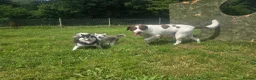 Pomsky dogs for sale: Pomsky Puppys For Sale - Advert 9