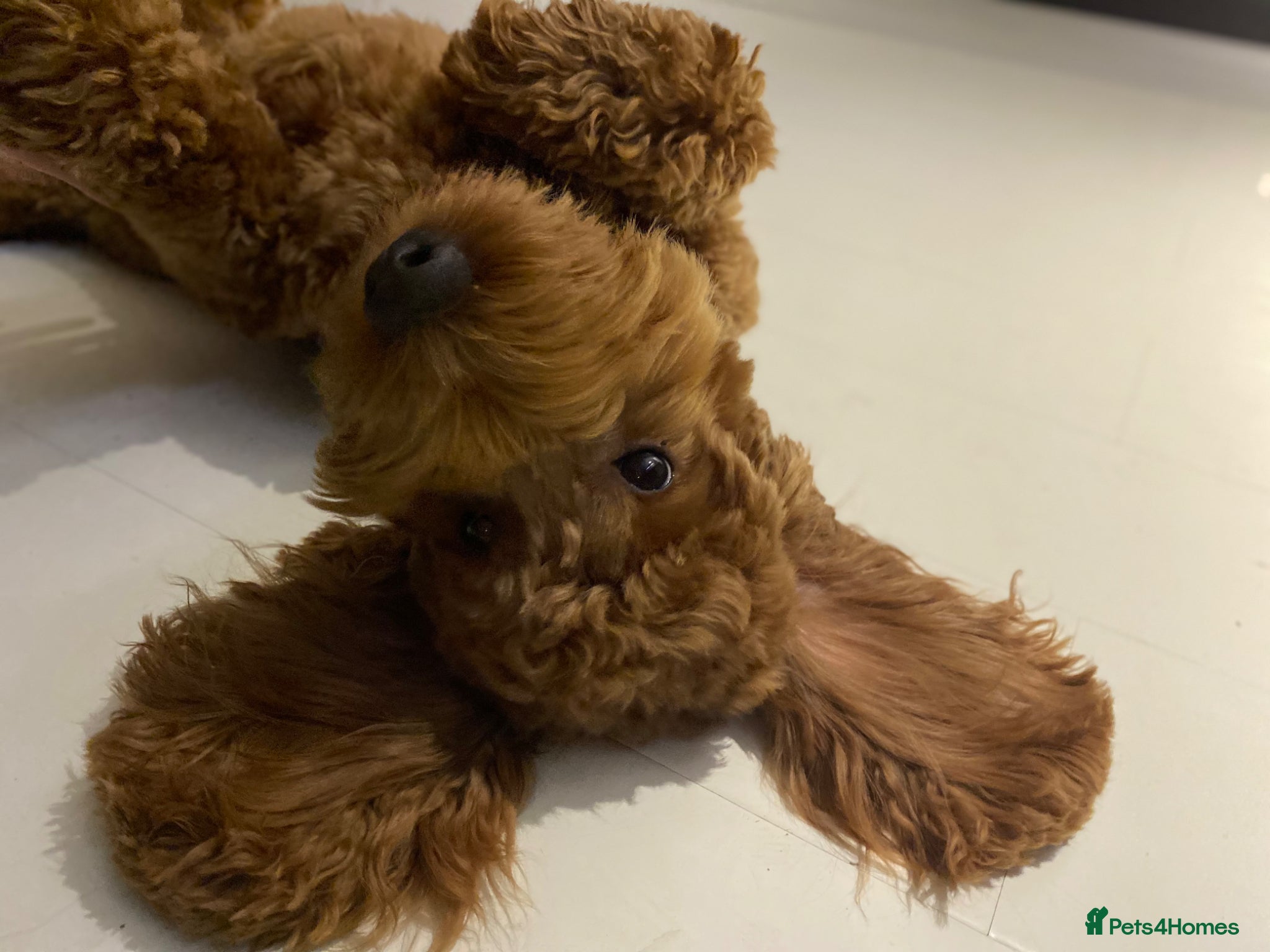 Mini Goldendoodle dogs Stud - Mini Goldendoodle - Advert 7