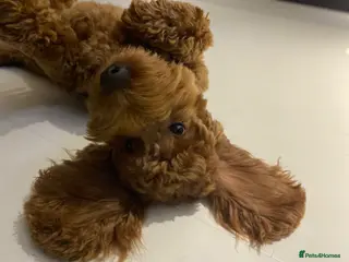 Mini Goldendoodle dogs Stud - Mini Goldendoodle - Advert 7