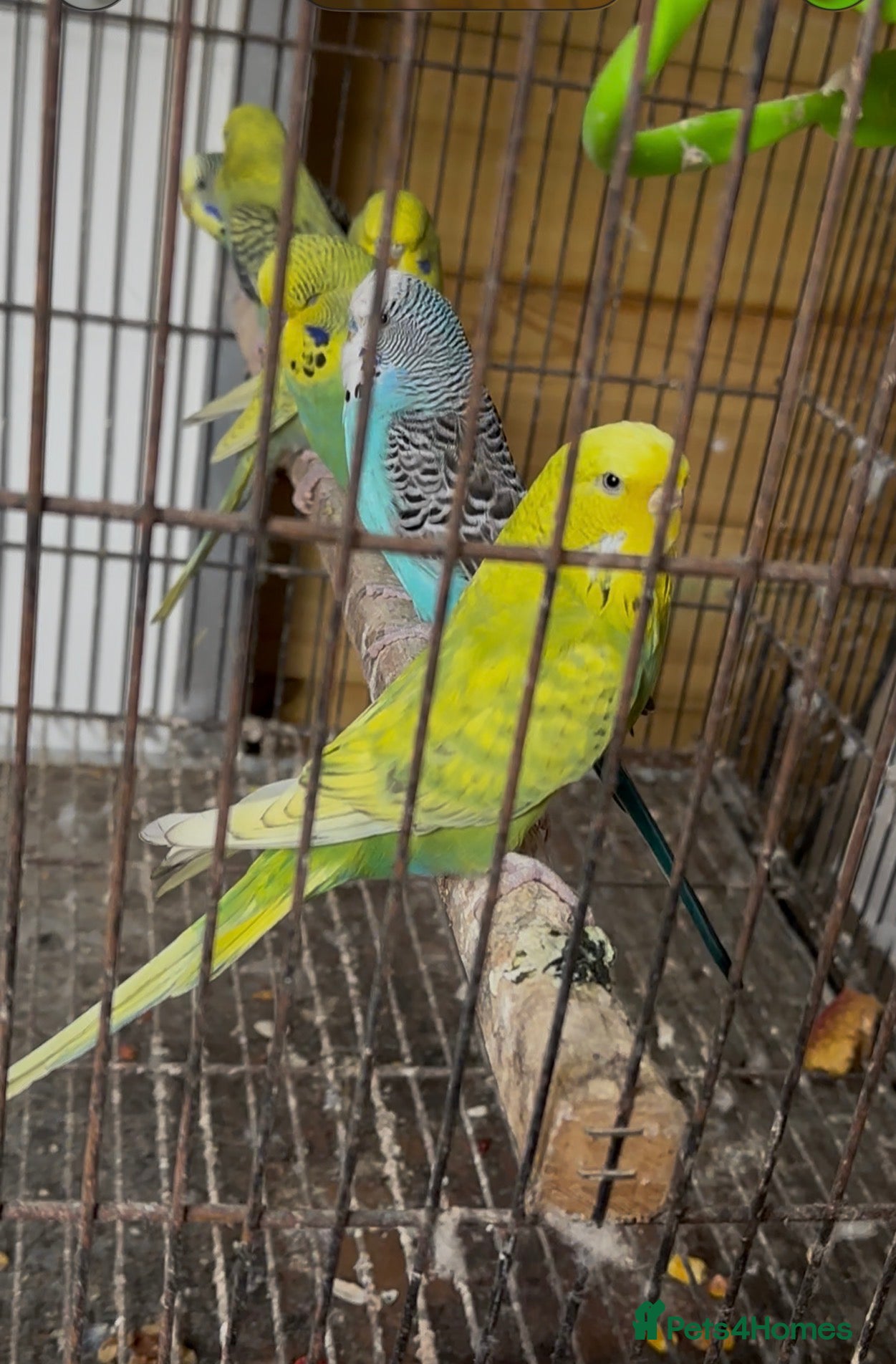 Budgerigars birds Budgies for sale - Advert 19