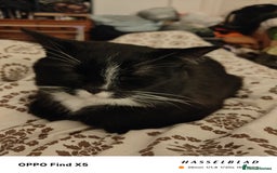 American Shorthair cats for sale: Year Old Male Tuxedo - Dwizzle - Image 2