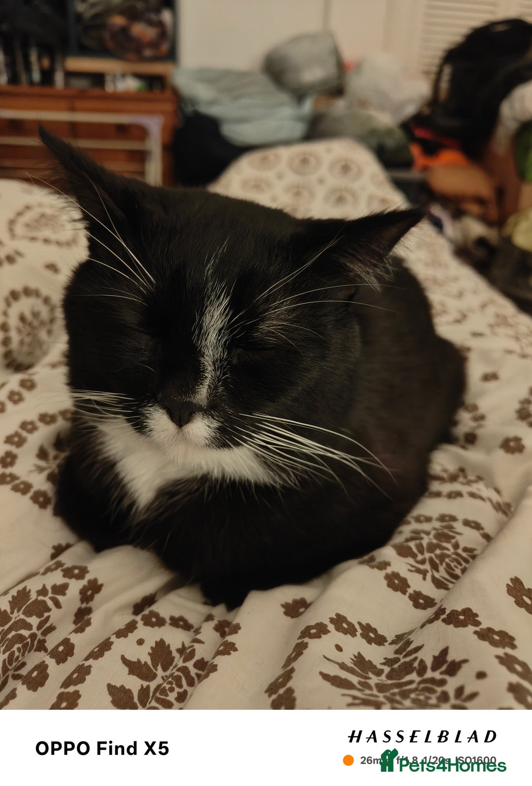 American Shorthair cats for sale: Year Old Male Tuxedo - Dwizzle - Image 2