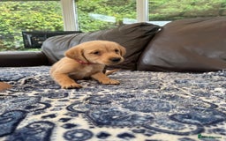 Goldador dogs for sale: READY TO COLLECT! 9 gorgeous goldador’s! - Image 2