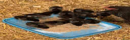 Chickens poultry for sale:     Brahma Bantam × Black Copper Marans Chicks in Abergele - Advert 3
