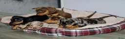 Dachshund dogs for sale: 5 beautiful Dachshund puppies in Leeds - Advert 7