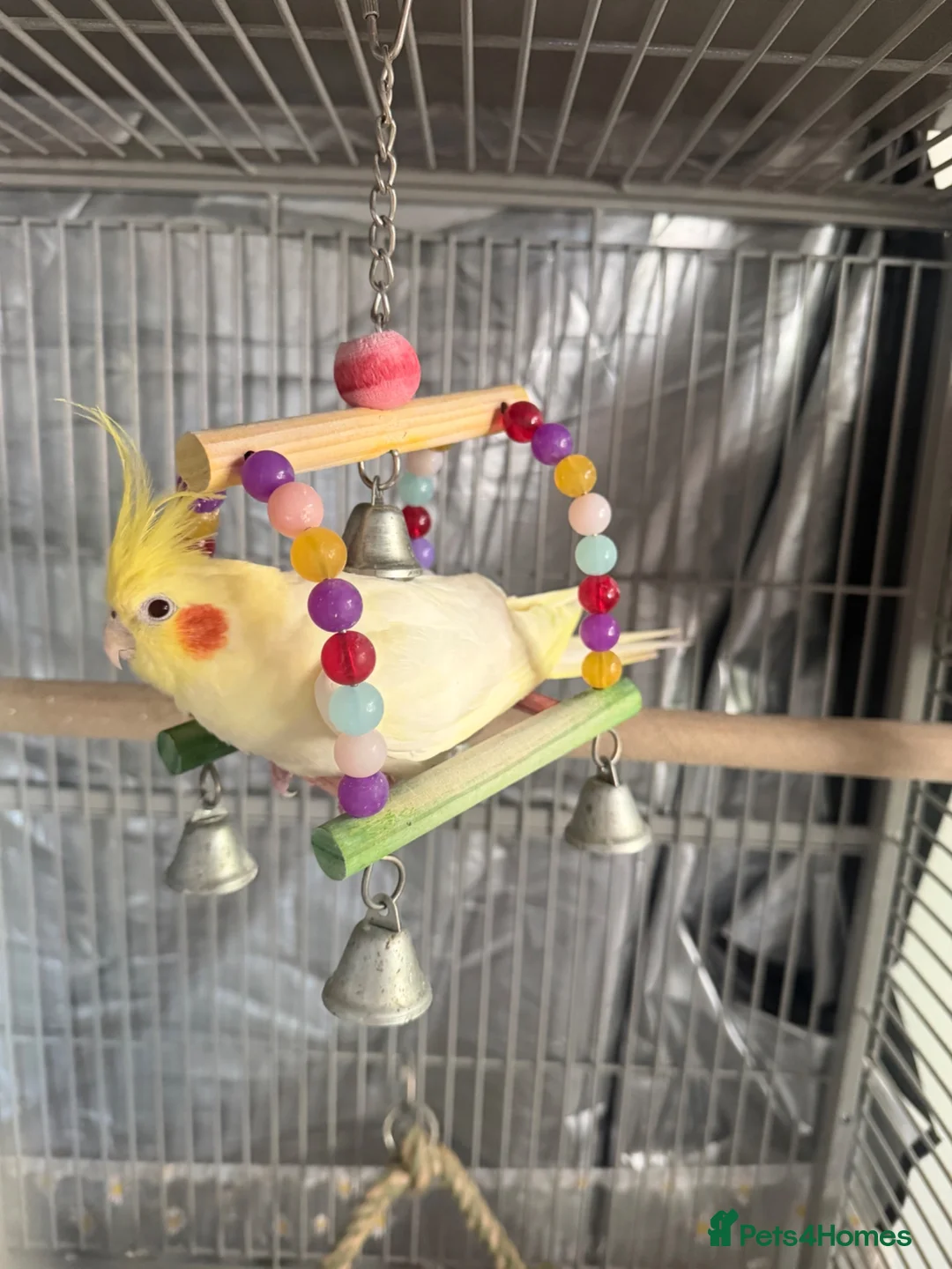 Cockatiels birds for sale: Hand tame cockatiel in Poole - Advert 3