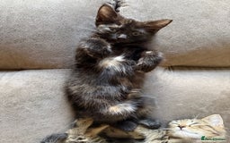 Bengal cats for sale: Gorgeous Bengal / Persian X kittens - Image 21